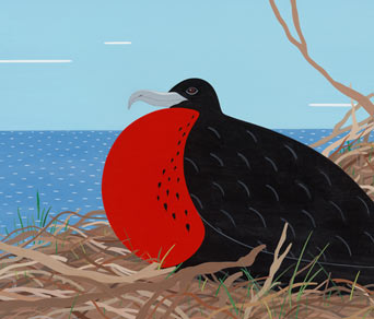 birs frigatebird