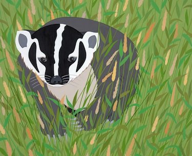 stripes american badger